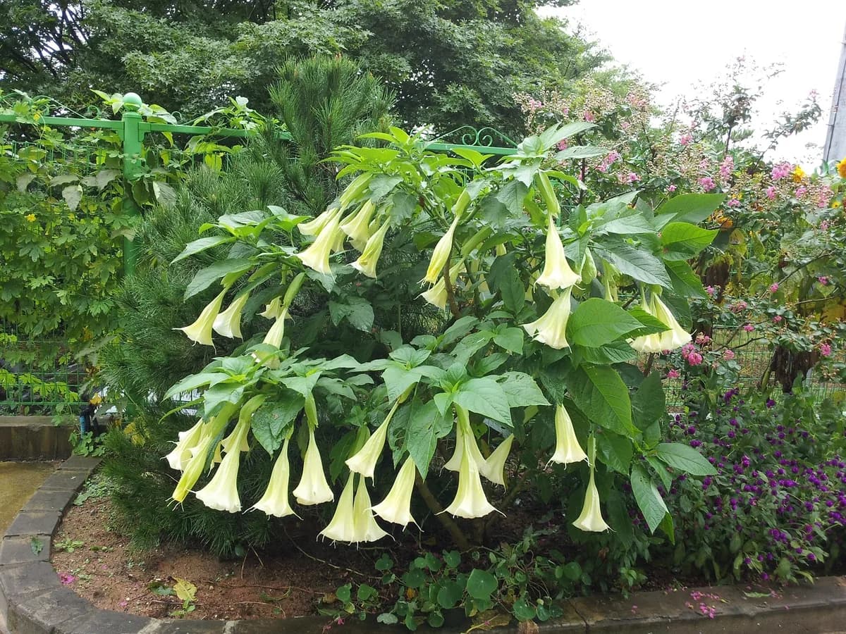 화성 사랑마루 이미지 1