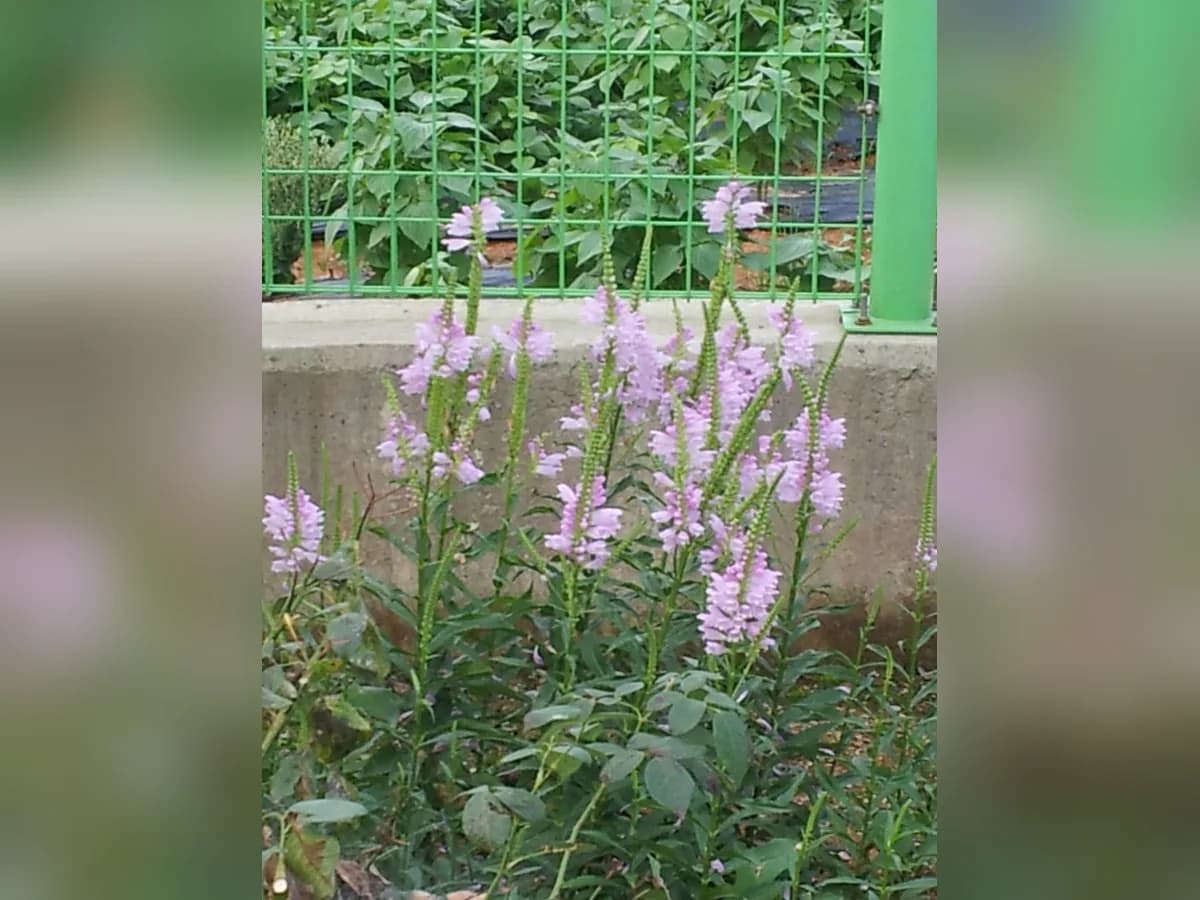 화성 사랑마루 이미지 3