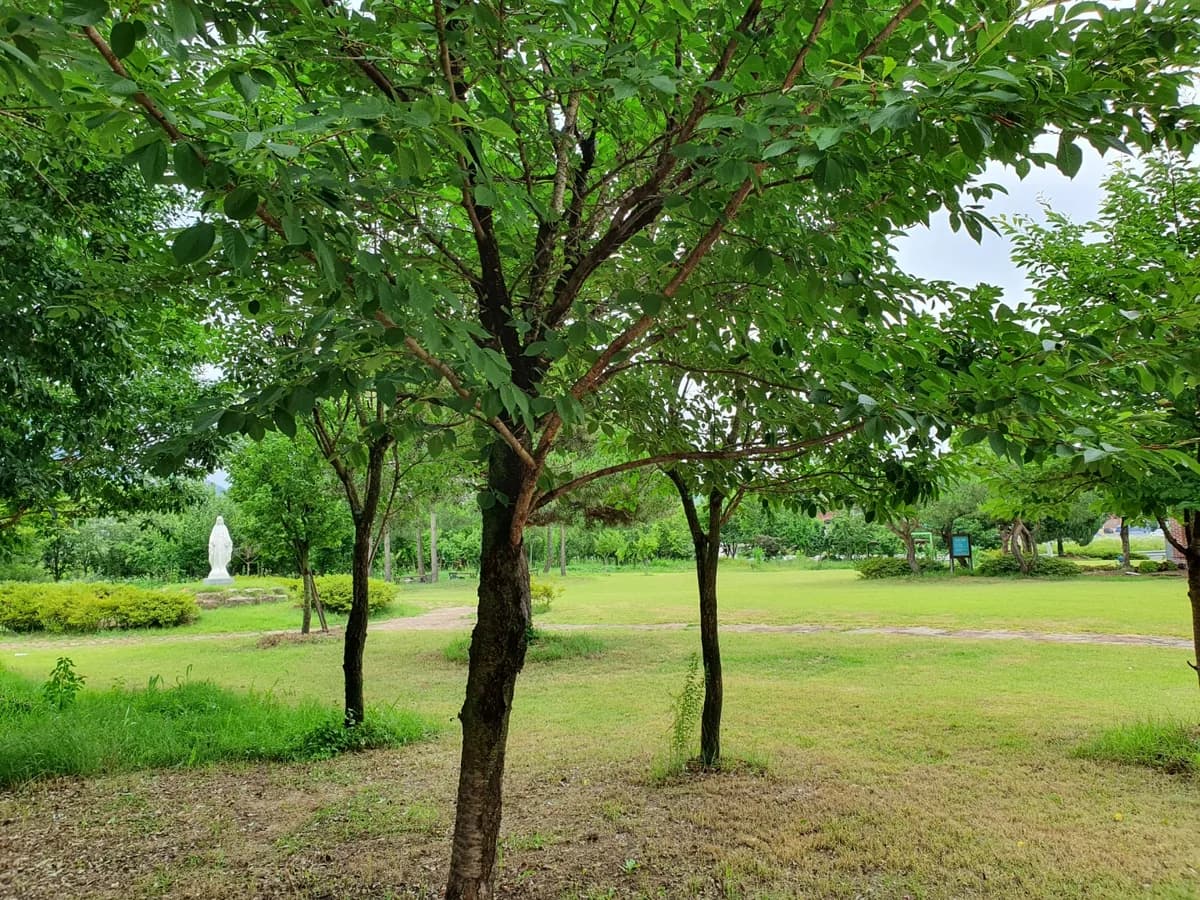 금성카리타스요양원 이미지 1