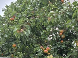 하얀민들레주간보호