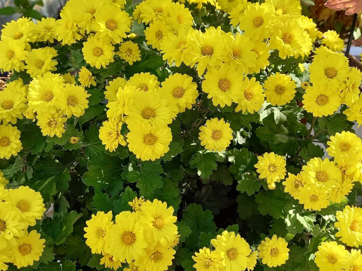 효누리요양원 이미지 1