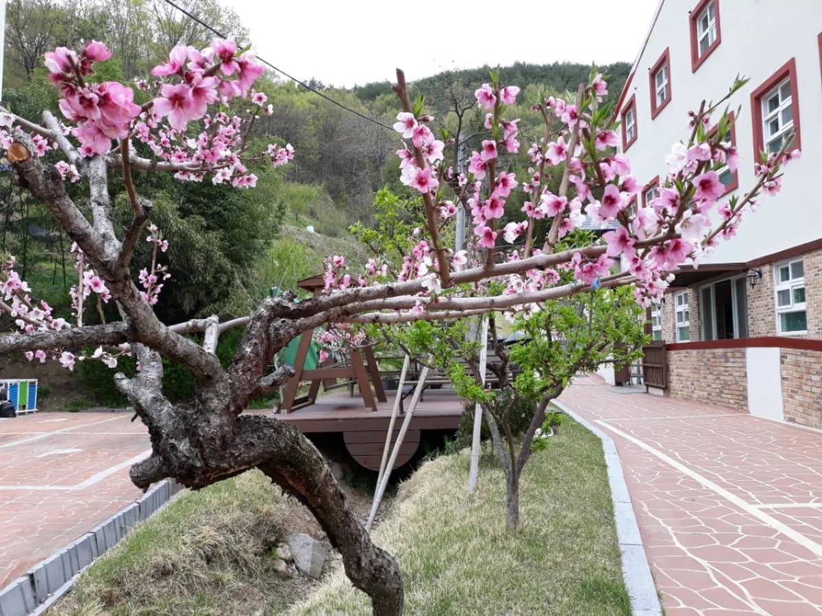 도리원 이미지 5