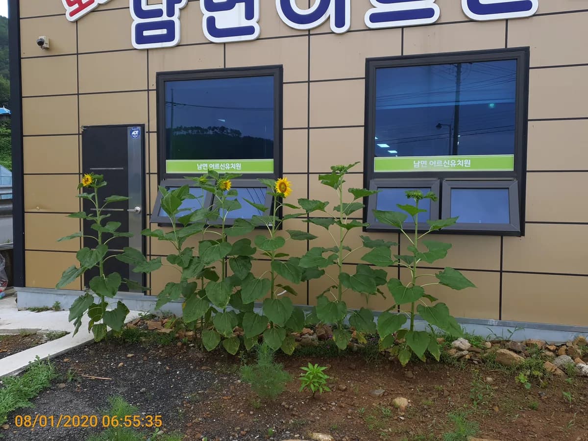 남면어르신학교 이미지 2