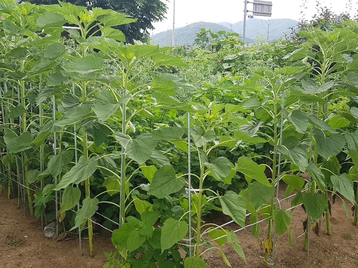 평강노인주간보호센터 이미지 5